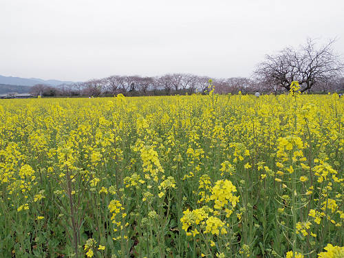 菜の花＋桜＠藤原宮跡-06