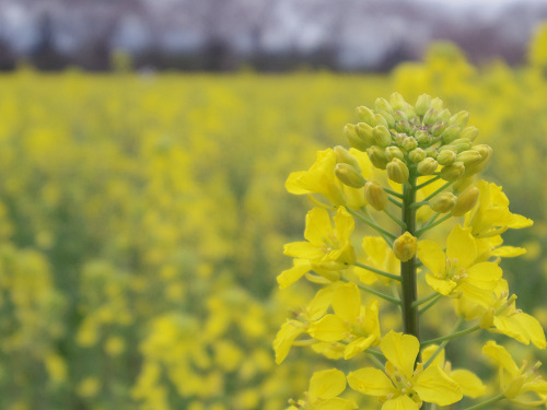 菜の花＋桜＠藤原宮跡-07