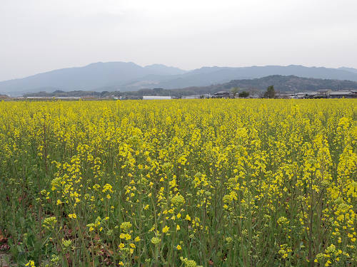 菜の花＋桜＠藤原宮跡-08