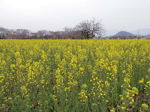 菜の花＋桜＠藤原宮跡-09