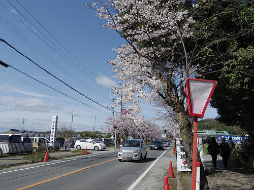 桜の名所『石上神宮外苑公園』@天理市-01 桜の名所『石上神宮外苑公園』@天理市-01