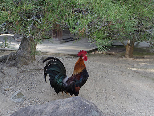 桜の名所『石上神宮外苑公園』@天理市-06 桜の名所『石上神宮外苑公園』@天理市-06