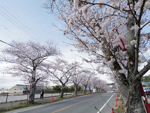 桜の名所『石上神宮外苑公園』@天理市-07 桜の名所『石上神宮外苑公園』@天理市-07