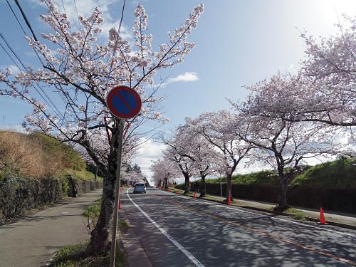 桜の名所『石上神宮外苑公園』@天理市-08 桜の名所『石上神宮外苑公園』@天理市-08