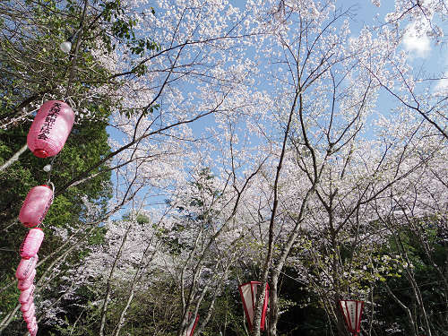 桜の名所『石上神宮外苑公園』@天理市-13 桜の名所『石上神宮外苑公園』@天理市-13
