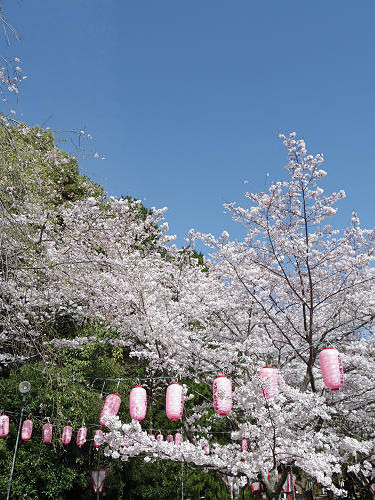 桜の名所『石上神宮外苑公園』@天理市-14 桜の名所『石上神宮外苑公園』@天理市-14