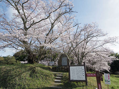 桜＠内山永久寺跡（天理市）-01
