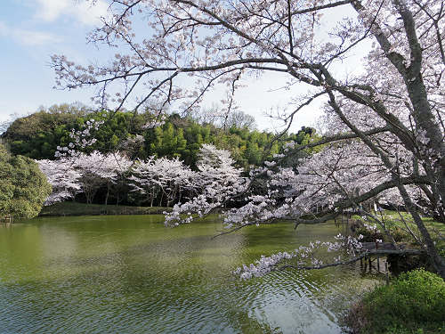桜＠内山永久寺跡（天理市）-04