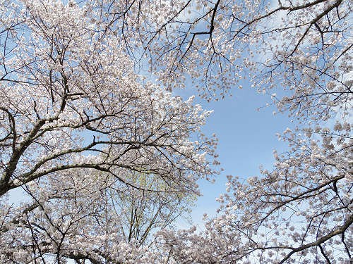 桜＠内山永久寺跡（天理市）-06