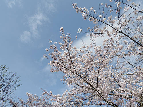 桜＠内山永久寺跡（天理市）-07