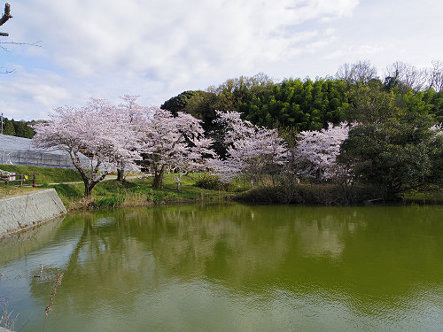 桜＠内山永久寺跡（天理市）-08