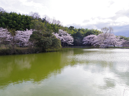 桜＠内山永久寺跡（天理市）-09