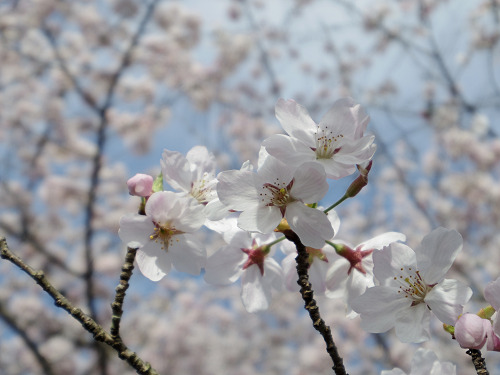 桜＠内山永久寺跡（天理市）-10