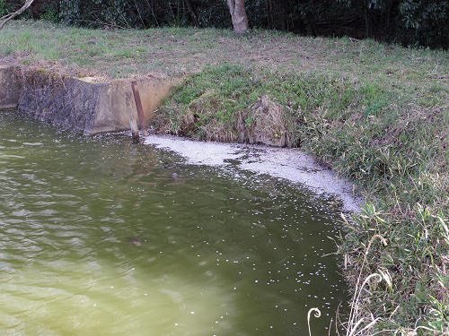 桜＠内山永久寺跡（天理市）-11
