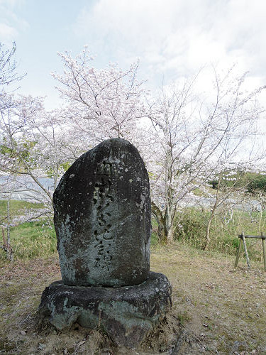 桜＠内山永久寺跡（天理市）-12