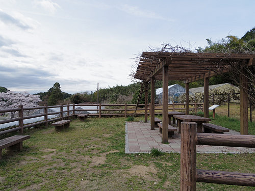 桜＠内山永久寺跡（天理市）-13