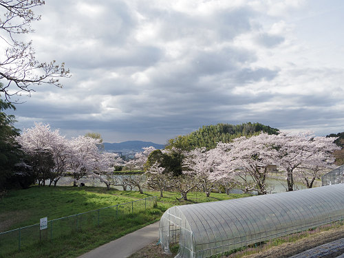 桜＠内山永久寺跡（天理市）-14