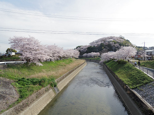 桜の名所『三室山』＠斑鳩町-01