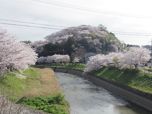 桜の名所『三室山』＠斑鳩町-02