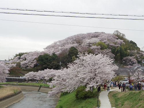 山全体が淡い桜色に染まる桜の名所『三室山』＠斑鳩町