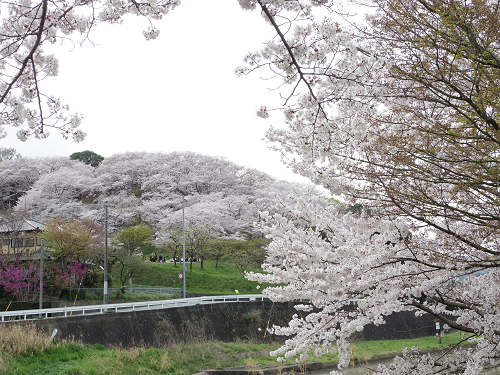 桜の名所『三室山』＠斑鳩町-05
