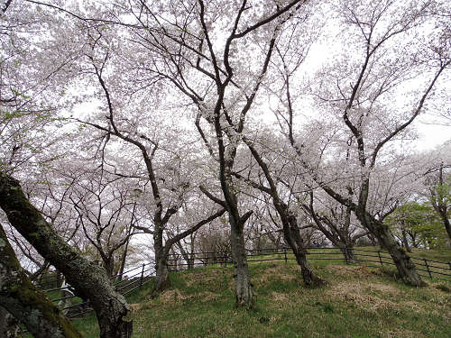 桜の名所『三室山』＠斑鳩町-06