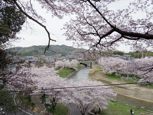 桜の名所『三室山』＠斑鳩町-10