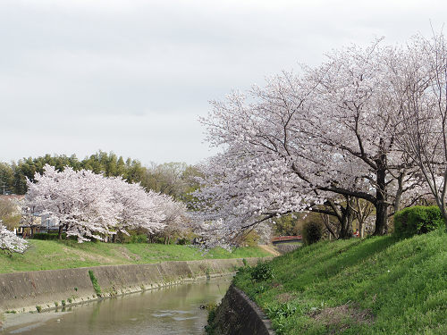 桜の名所『三室山』＠斑鳩町-13