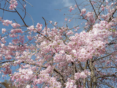 桜の名所『三室山』＠斑鳩町-14