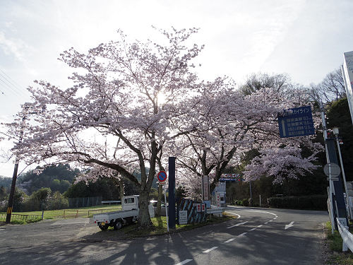 とっくり湖と桜＠三郷町（信貴山）-01