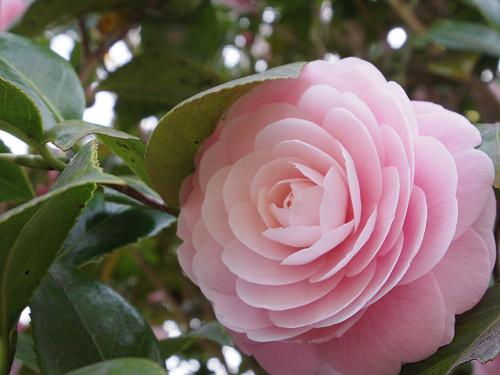 とっくり湖と桜＠三郷町（信貴山）-11