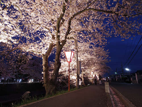 夜桜『高田千本桜』＠大和高田市-03