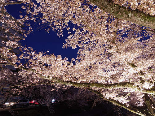 夜桜『高田千本桜』＠大和高田市-04