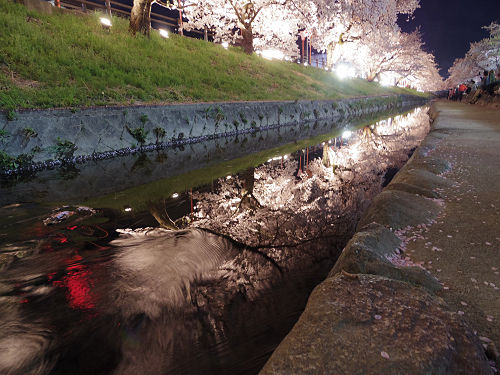 夜桜『高田千本桜』＠大和高田市-06
