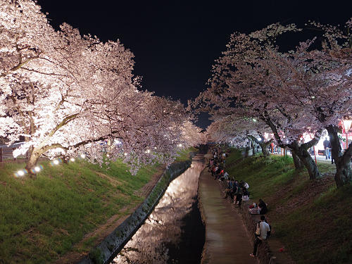 夜桜『高田千本桜』＠大和高田市-07