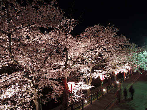 夜桜『高田千本桜』＠大和高田市-08