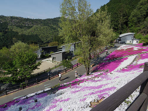 満開のシバザクラ @匠の聚(川上村)-03 満開のシバザクラ @匠の聚(川上村)-03