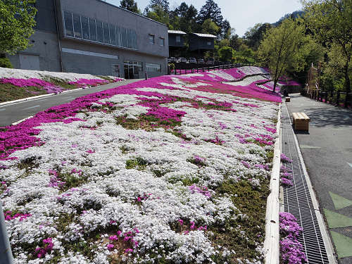 満開のシバザクラ @匠の聚(川上村)-04 満開のシバザクラ @匠の聚(川上村)-04