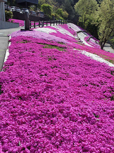 満開のシバザクラ @匠の聚(川上村)-06 満開のシバザクラ @匠の聚(川上村)-06