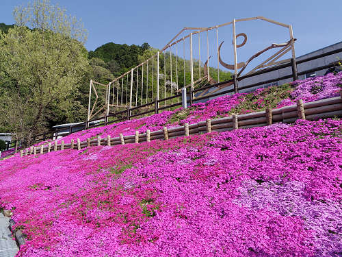 満開のシバザクラ @匠の聚(川上村)-07 満開のシバザクラ @匠の聚(川上村)-07