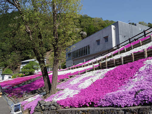 満開のシバザクラ @匠の聚(川上村)-08 満開のシバザクラ @匠の聚(川上村)-08