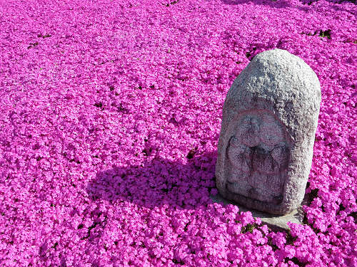 満開のシバザクラ @匠の聚(川上村)-09 満開のシバザクラ @匠の聚(川上村)-09