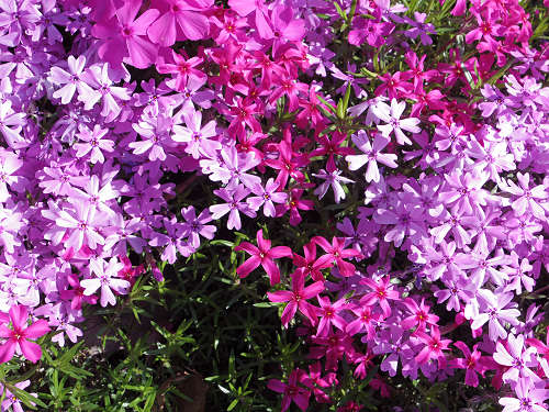 満開のシバザクラ @匠の聚(川上村)-11 満開のシバザクラ @匠の聚(川上村)-11