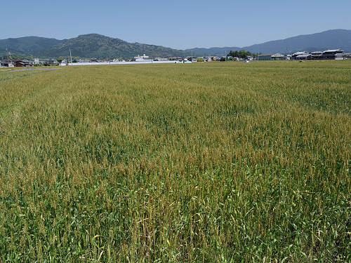 麦畑 ＠桜井市大西-01
