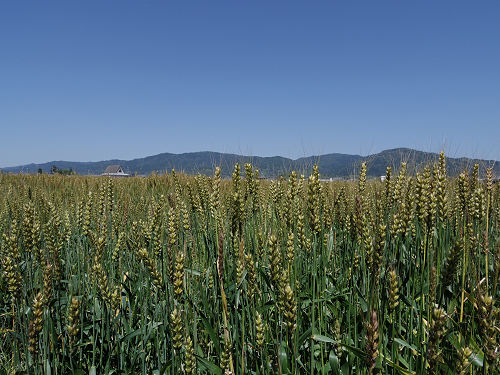 麦畑 ＠桜井市大西-05