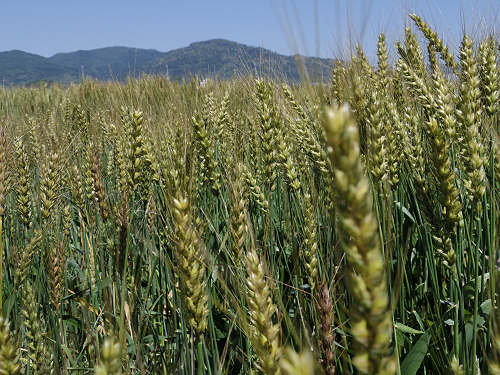 三輪山の麓に広がる美しい『麦畑』＠桜井市大西