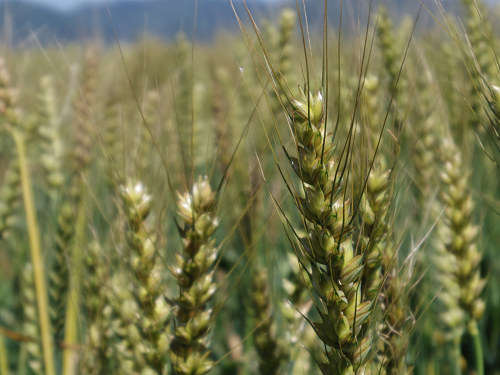 麦畑 ＠桜井市大西-07