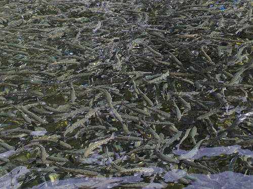 洞川川魚センター ＠天川村-03