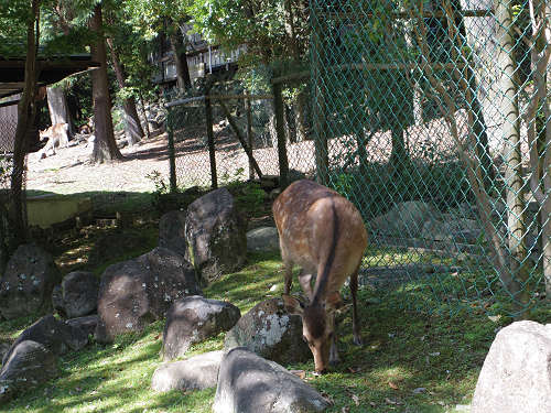 『御出現！春日大社の神獣展』 ＠春日大社（奈良市）-09