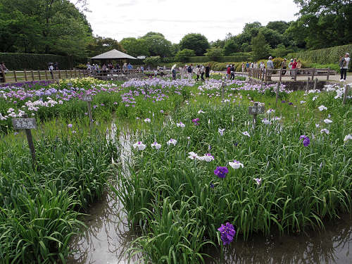『馬見花菖蒲まつり』2016 @馬見丘陵公園-01 『馬見花菖蒲まつり』2016 @馬見丘陵公園-01